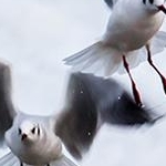 IMG_0694 Les mouettes